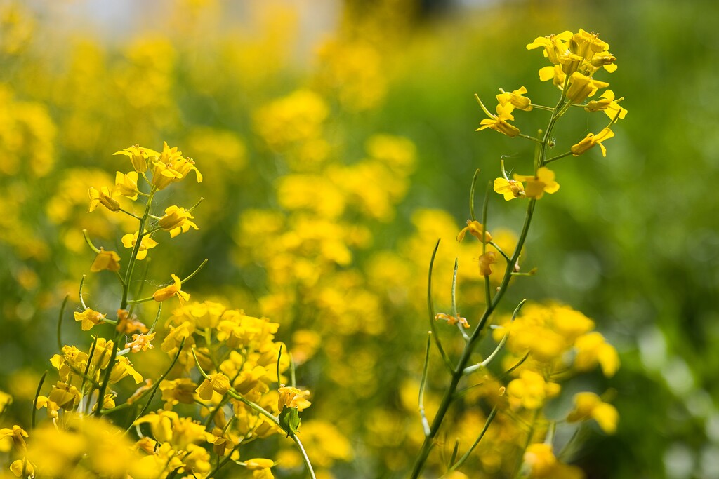 Rapeseed by okvalle