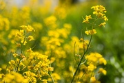 25th May 2023 - Rapeseed