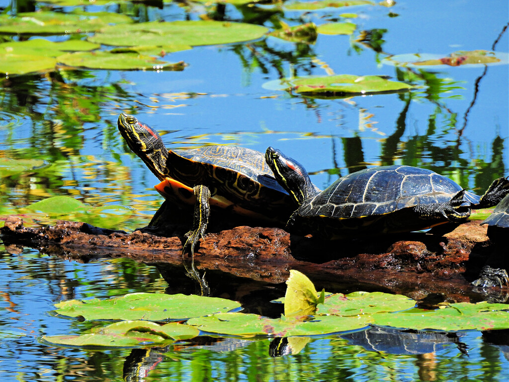 Painted Turtles In The Sun by seattlite