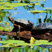 Painted Turtles In The Sun by seattlite