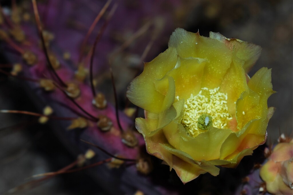 May 24  Purple Prickly Pear flower by sandlily