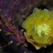 May 24  Purple Prickly Pear flower by sandlily