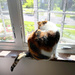 Kitty TV On A Gorgeous Morning