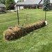 Jack's straw bale garden.   by essiesue