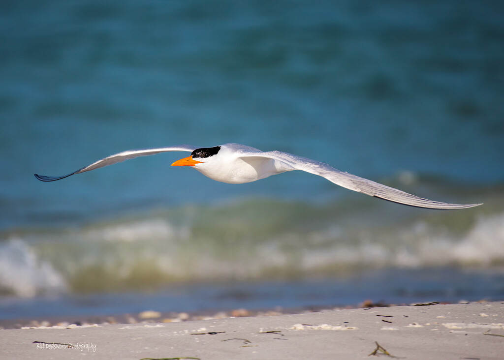 Royal Tern by photographycrazy