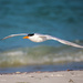 Royal Tern by photographycrazy