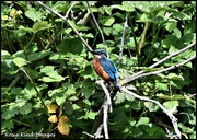 25th May 2023 - Mrs Kingfisher's mate