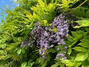 25th May 2023 - Wonderful Wisteria