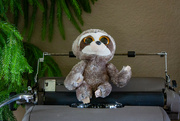 24th May 2023 - The Typing Sloth