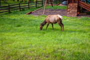 26th May 2023 - Pregnant Elk
