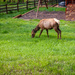 Pregnant Elk