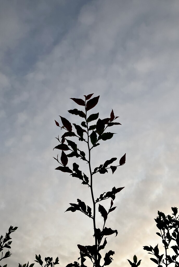 Leaf by abstractnature