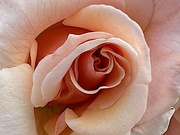 25th May 2023 - Rose splendor