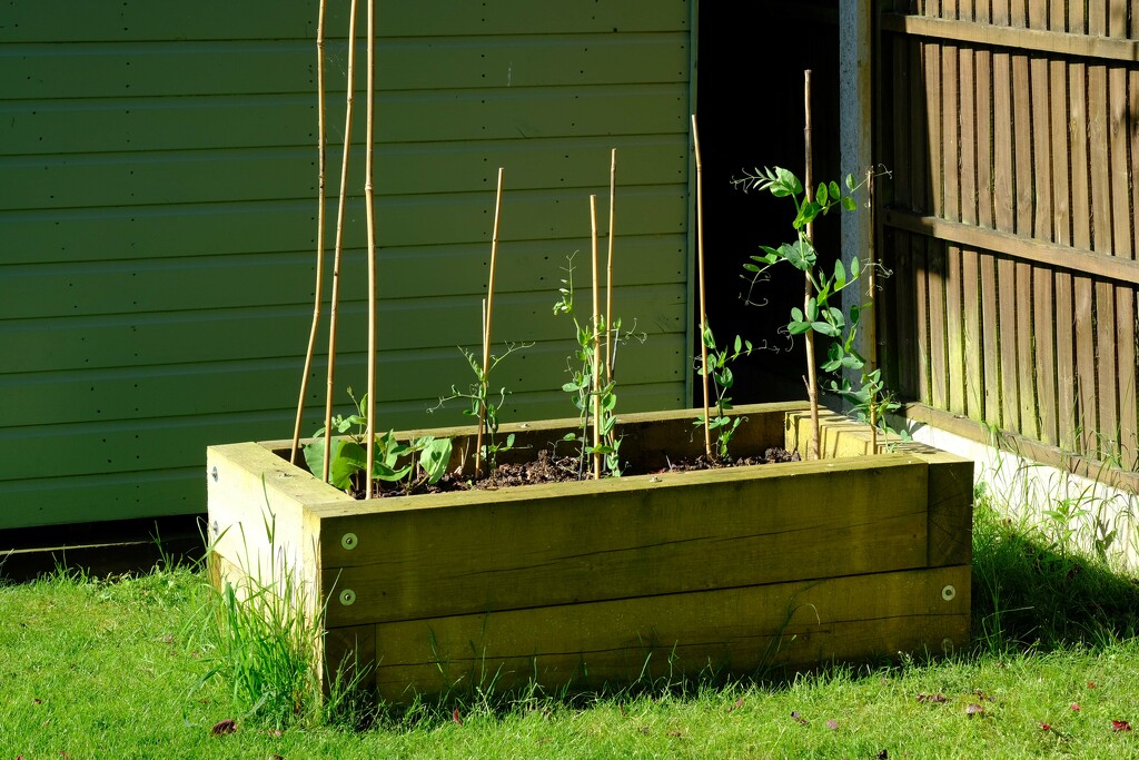 Raised Bed 3 by 365nick