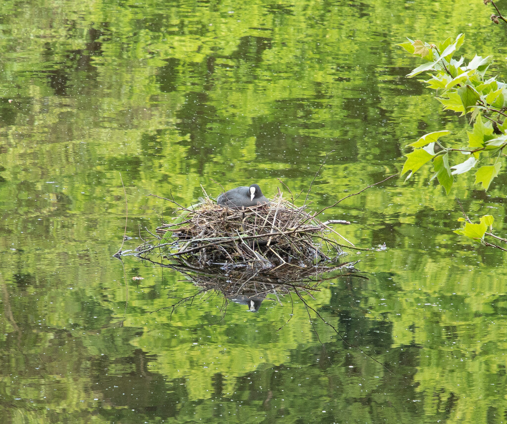 Coot on Nest by lifeat60degrees