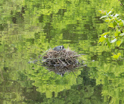 25th May 2023 - Coot on Nest