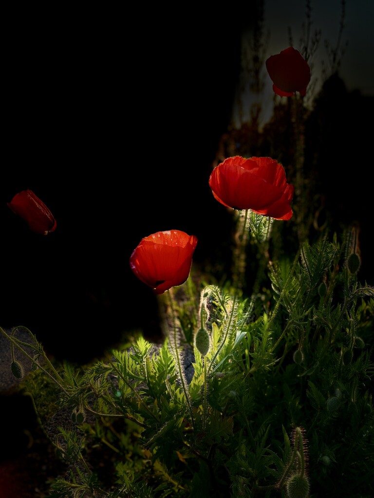 Sunrise poppies by lizgooster