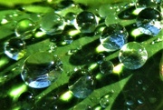 25th May 2023 - The Wonder of Water Droplets