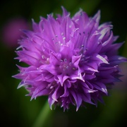 25th May 2023 - A simple chive flower