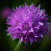 A simple chive flower by anitaw