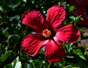 26th May 2023 -  Rich Red Hibiscus ~