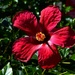  Rich Red Hibiscus ~