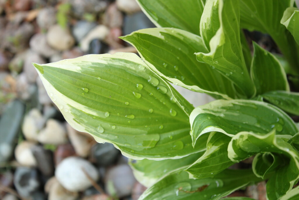 Dew drops on a hosta plant.  by mltrotter