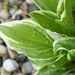 Dew drops on a hosta plant.  by mltrotter