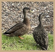 26th May 2023 - Female Ducks    Day 26