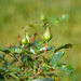 Coming soon Roses