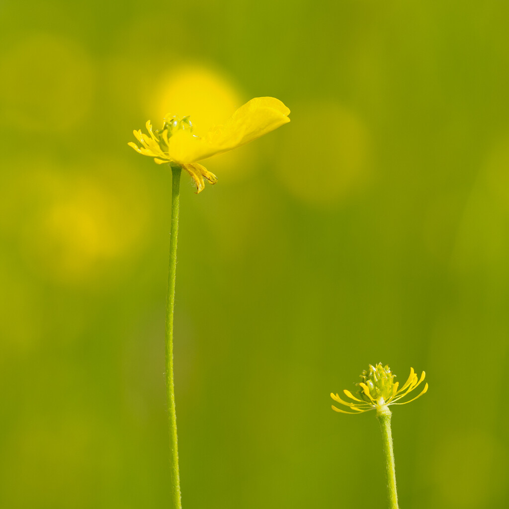 Buttercups by marshwader