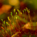 moss by francoise
