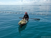 20th May 2023 - Selling coconut, off Mabul Island, Sipadan