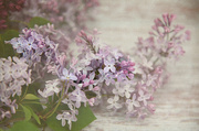 25th May 2023 - Common Lilac, Heavenly Scent
