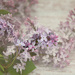 Common Lilac, Heavenly Scent