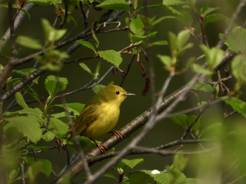Yellow Warbler-female by amyk