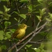 Yellow Warbler-female