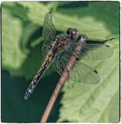 25th May 2023 - Dragonfly