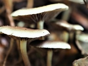 26th May 2023 - More fungus not of an edible variety 