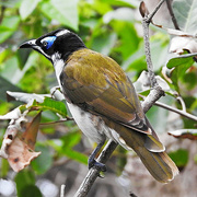 26th May 2023 - Blue Faced Honey Eater