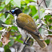 Blue Faced Honey Eater by onewing