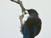 26th May 2023 - Tui .. just there!