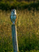 25th May 2023 - Barn Owl 