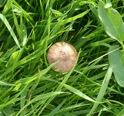 25th May 2023 - Toadstool