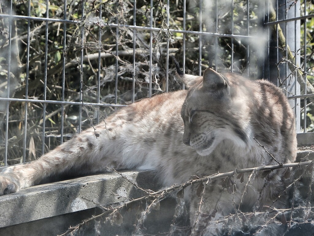 Carpathian Lynx..... by cutekitty