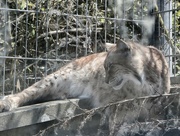 26th May 2023 - Carpathian Lynx.....
