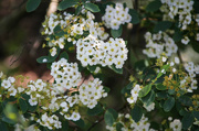 26th May 2023 - Spirea flowers