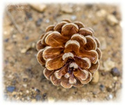 26th May 2023 - Pine Cone