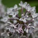 Pale Lilac