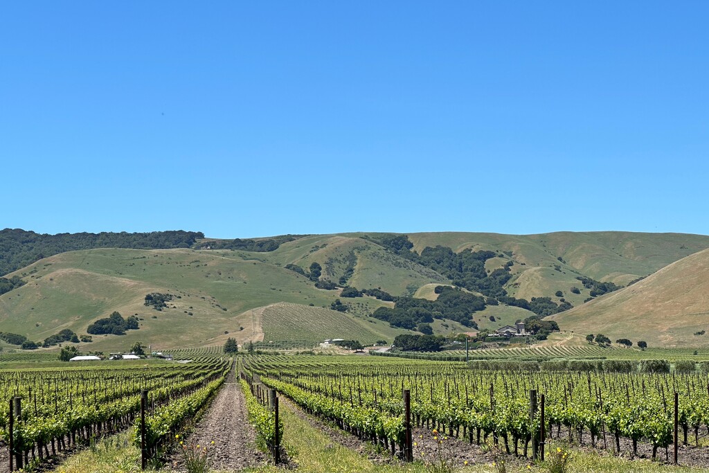 California wine country by shutterbug49